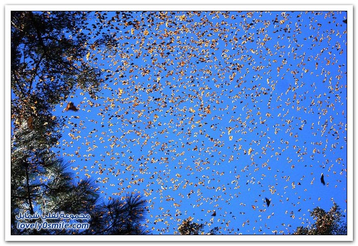 صور هجرة الفراشات