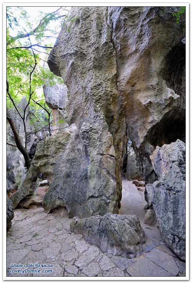 شيلين غابة الأحجار في الصين
