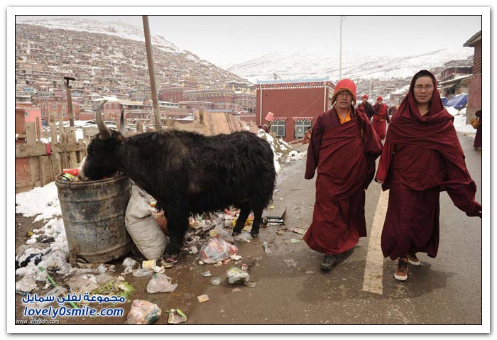 يوم في التبت