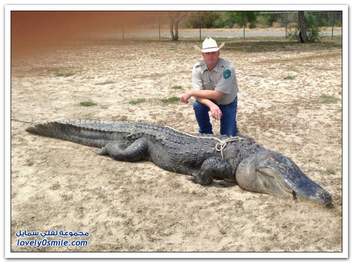 شاب أمريكي يقتل تمساح بالرصاص في ولاية تكساس