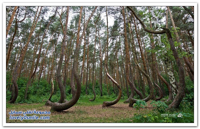 غابة جريفينو المنحنية في بولندا
