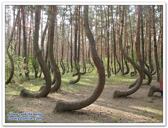 غابة جريفينو المنحنية في بولندا