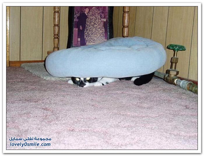 اختباء القطط