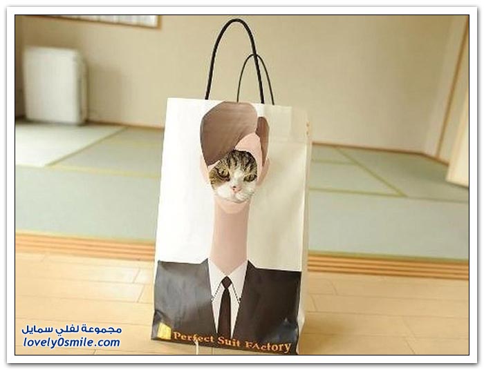 اختباء القطط
