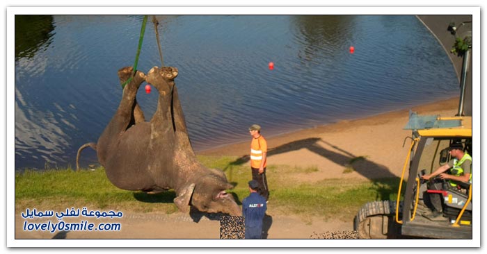 غرق فيل سيرك في استونيا