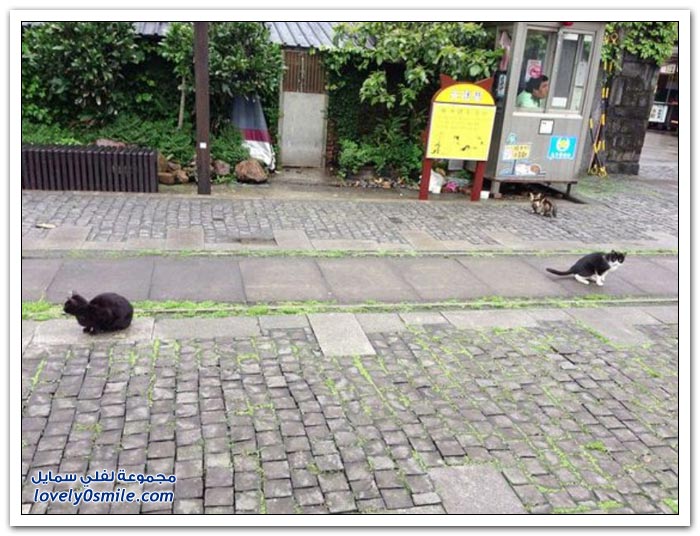 مدينة القطط Houtong في تايوان