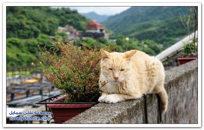 مدينة القطط Houtong في تايوان