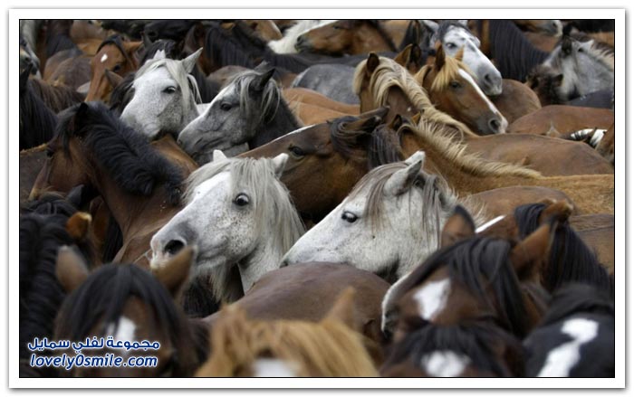 مهرجان رابا داس بشتاش لترويض الخيول البرية في أسبانيا