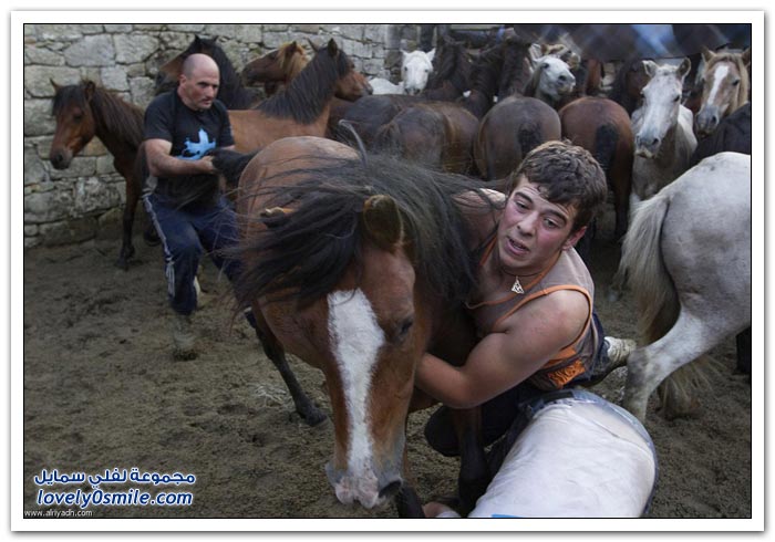 مهرجان رابا داس بشتاش لترويض الخيول البرية في أسبانيا