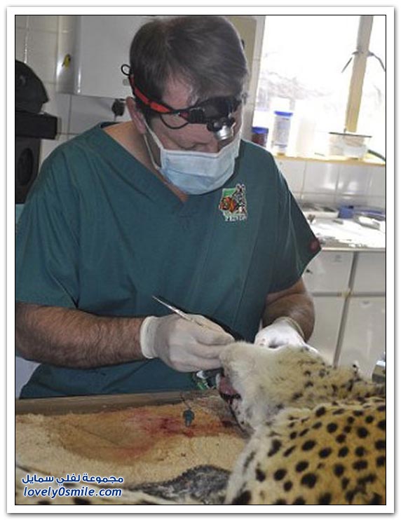 طبيب أسنان بيطري متخصص في الحيوانات كبيرة الحجم