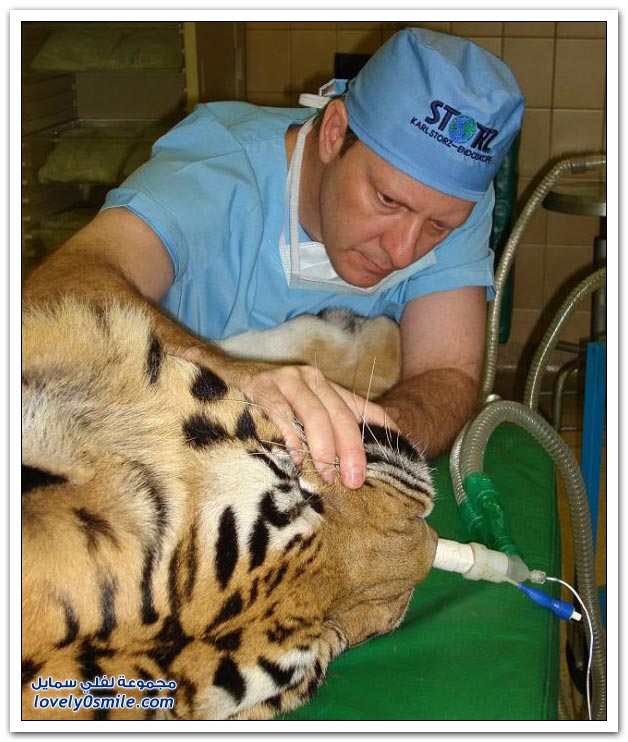 طبيب أسنان بيطري متخصص في الحيوانات كبيرة الحجم