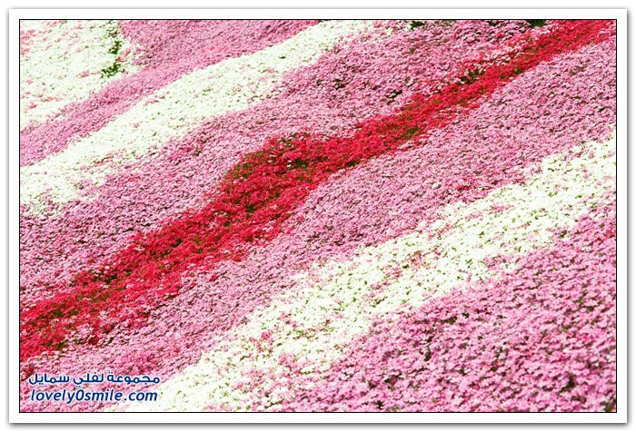 بحر الأزهار في حديقة هيجاشيموكوتو اليابانية