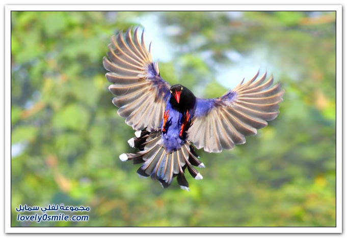 طائر العقعق التايواني