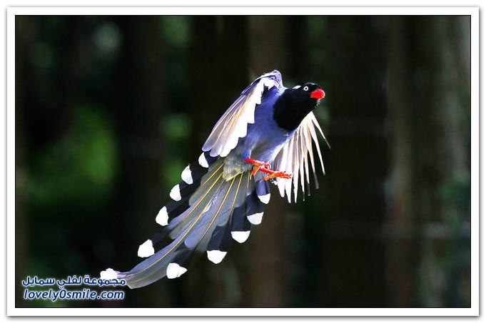 طائر العقعق التايواني