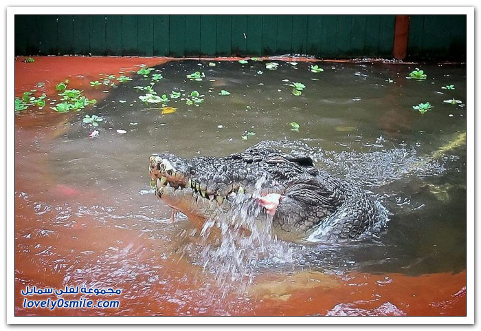 أكبر تمساح في العالم لعام 2013
