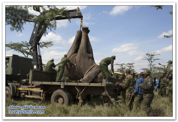 عملية نقل فيل في كينيا