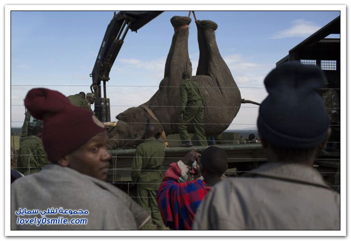 عملية نقل فيل في كينيا