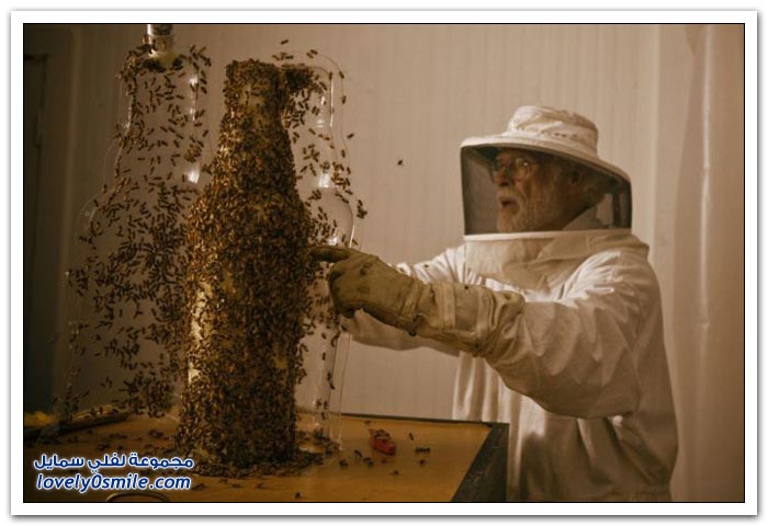 ثري دي من صناعة النحل