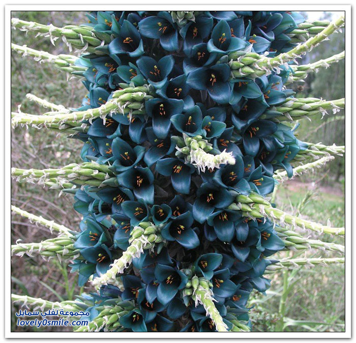    Puya