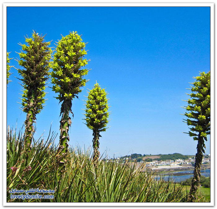    Puya