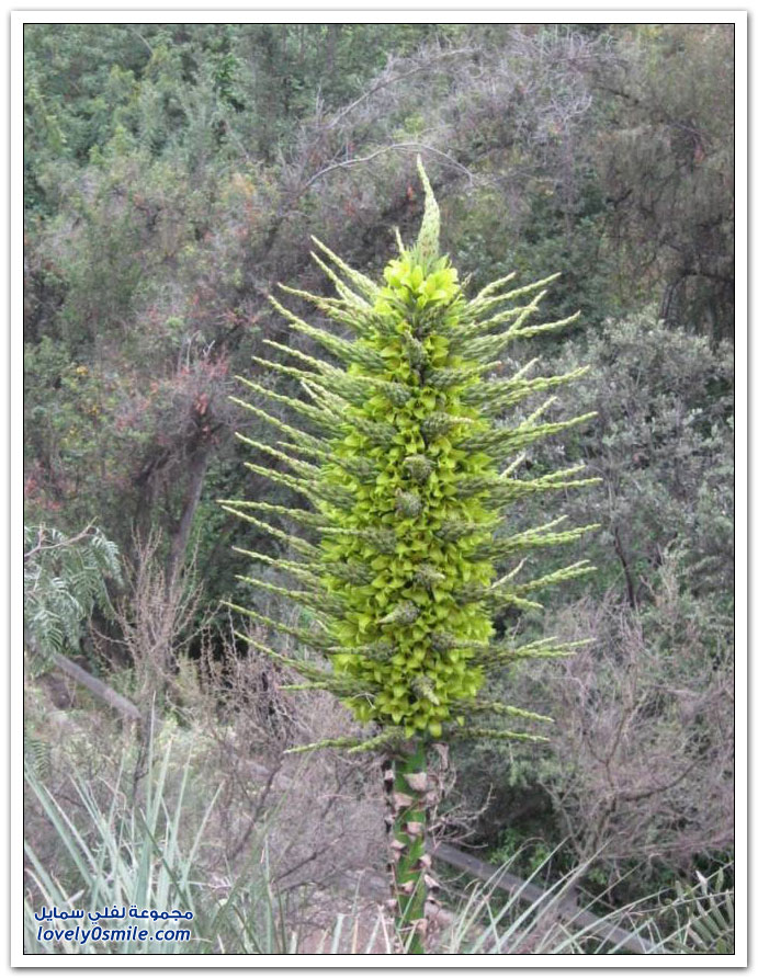    Puya