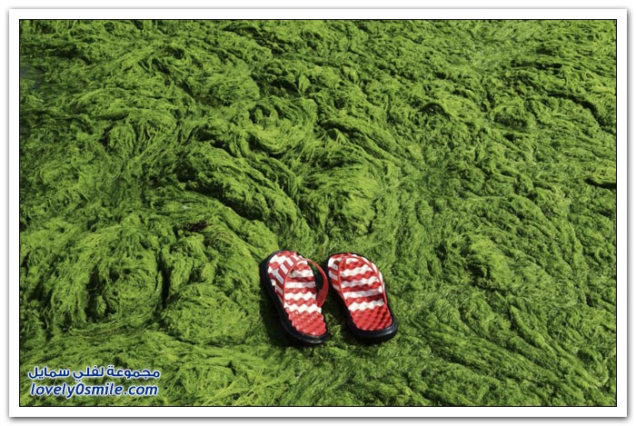 أطنان من الطحالب الخضراء على شواطئ الصين