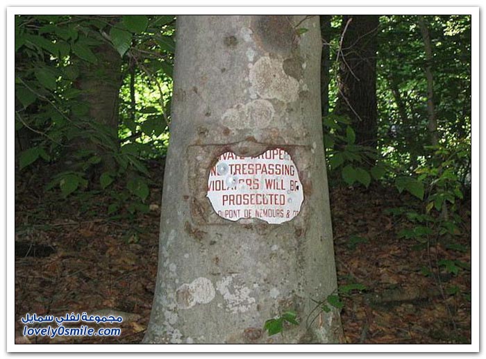Trees-eat-things-01.