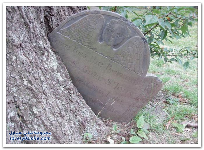 Trees-eat-things-06.