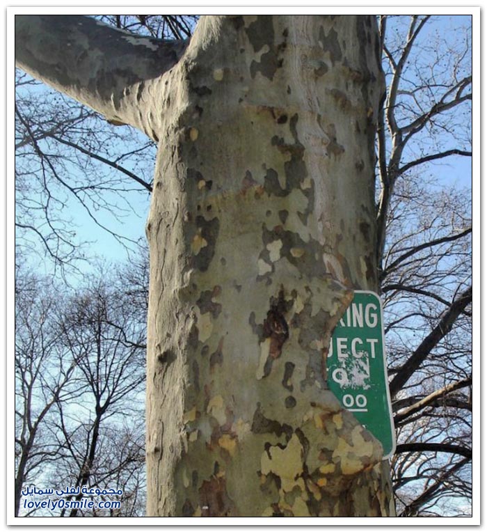 Trees-eat-things-09.