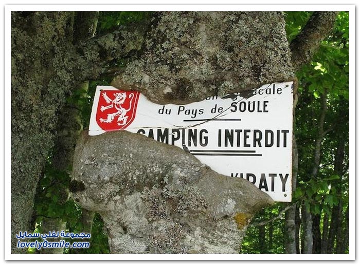 Trees-eat-things-11.