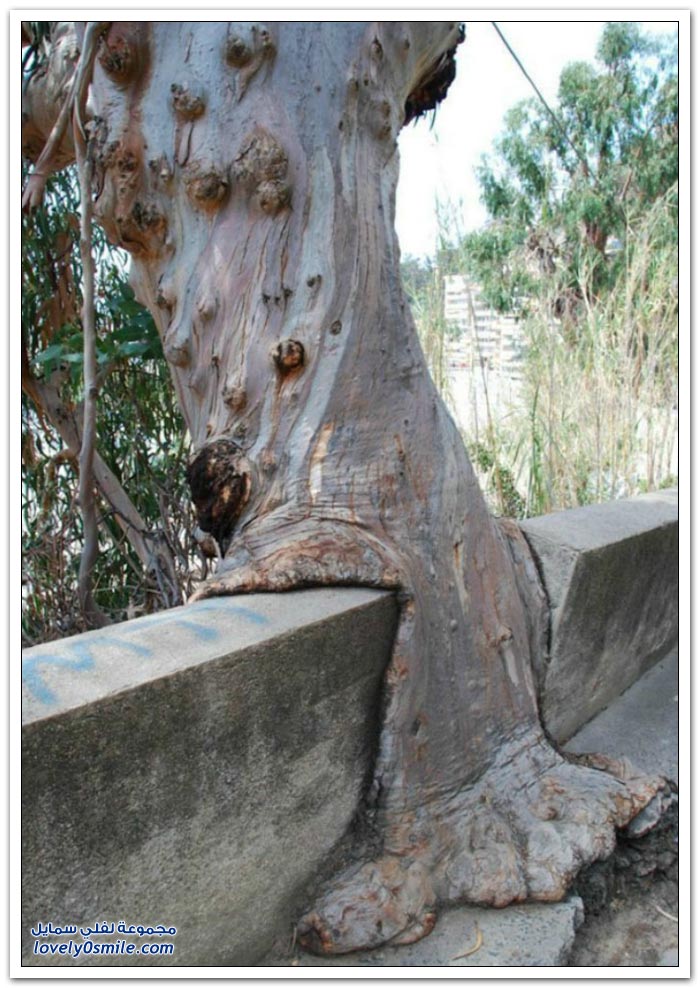 Trees-eat-things-13.