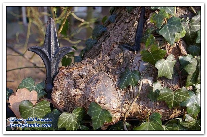 Trees-eat-things-14.