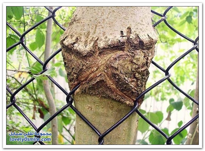 Trees-eat-things-15.