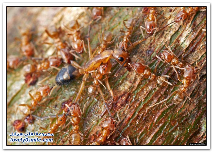 أكثر معارك النمل هي معارك مع نمل من فصائل أخرى