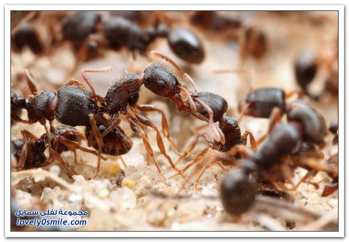 أكثر معارك النمل هي معارك مع نمل من فصائل أخرى