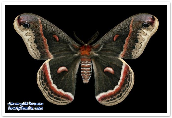 صور لأشكال الفراشات الغريبة