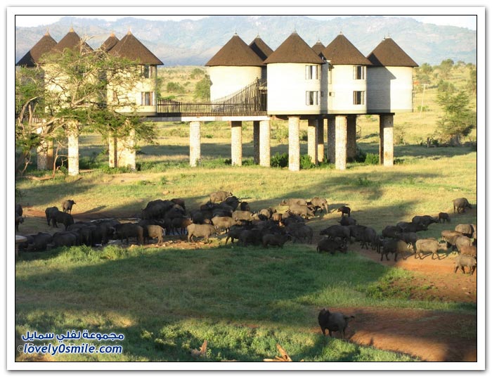 فندق ساروفا سالت في كينيا الفيلة تحت النوافذ