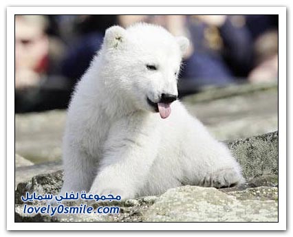 الحيوانات البيضاء