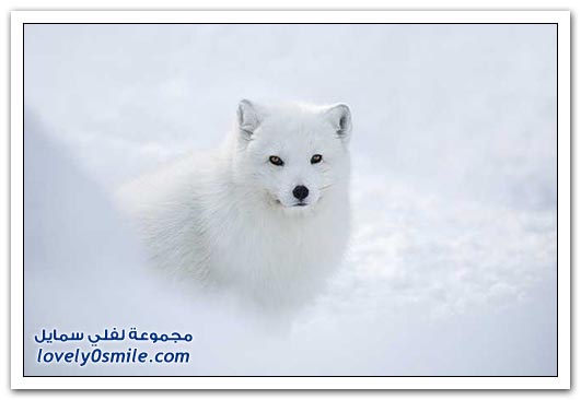 الحيوانات البيضاء