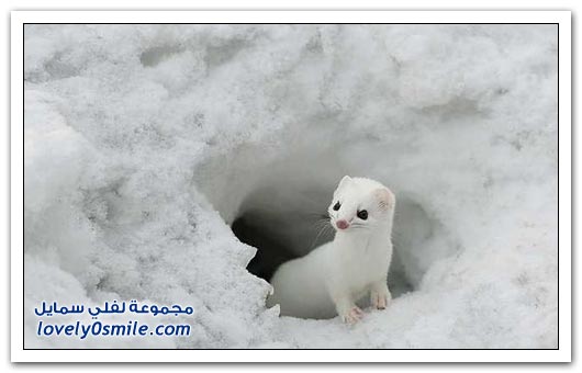الحيوانات البيضاء