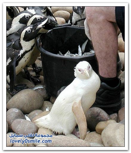 الحيوانات البيضاء