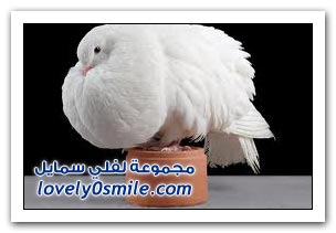 الحيوانات البيضاء