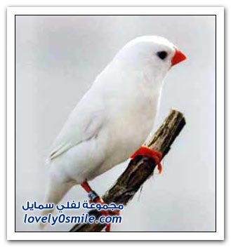 الحيوانات البيضاء