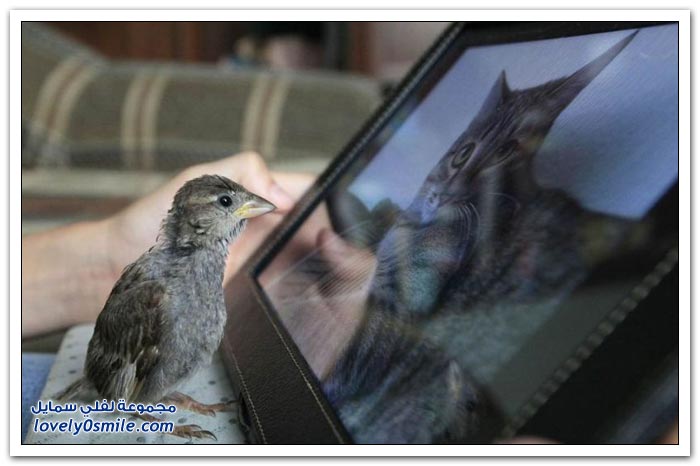 ��� ���� 12 ��� ���� �����