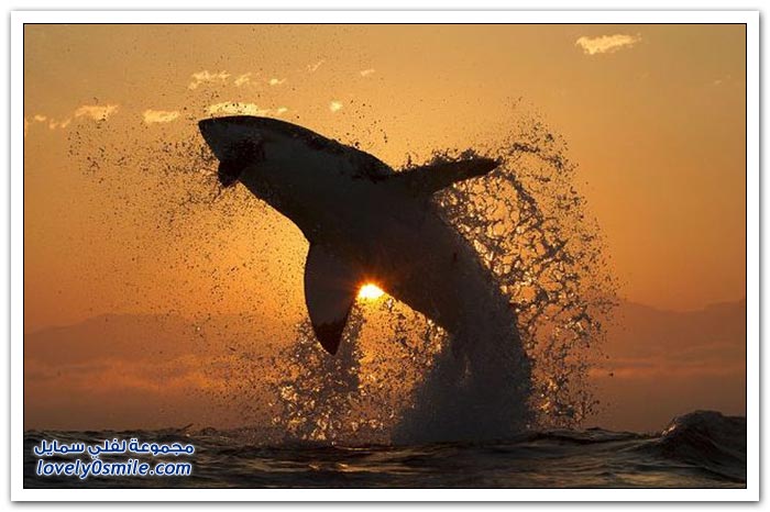 صور لقفزة سمك القرش مع شروق الشمس