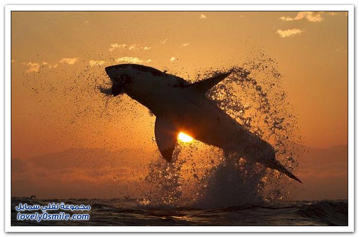 صور لقفزة سمك القرش مع شروق الشمس