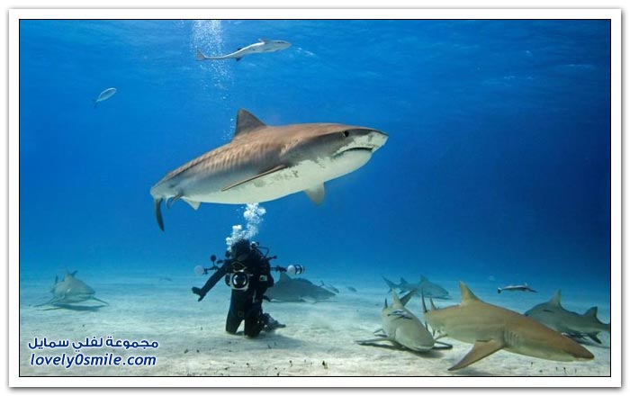 سمكة القرش تأخذ الكاميرا من غواص