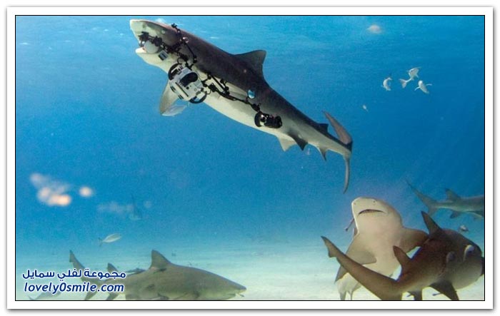 سمكة القرش تأخذ الكاميرا من غواص