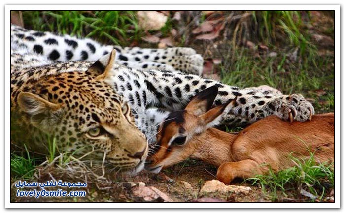 حيوان الفهد والغزال .. الحنان القاتل