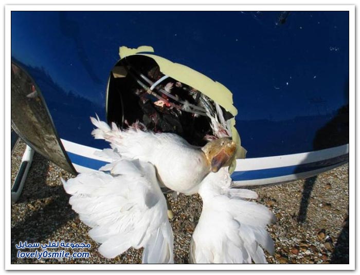 طائرة مروحية تصطدم بسرب من الطيور